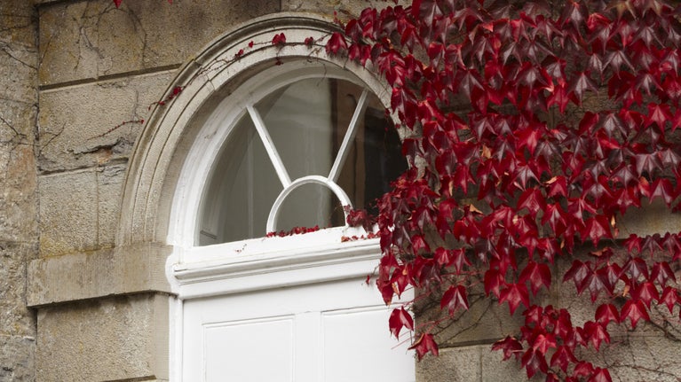 Creeper beside the fanlight on the east front at The Argory, County Armagh.